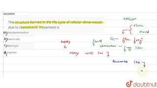 The structure formed in the life cycle of cellular slimemould due to chemotactic movement is [upl. by Diskson242]