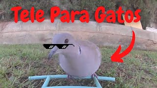 Video Para Gatos  Pájaros por Todas Partes [upl. by Hacceber]