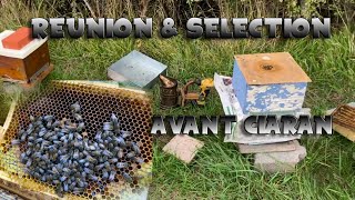 S02E14  Réunion amp sélection  LRSG apiculture 2023 apiary [upl. by Mikaela806]