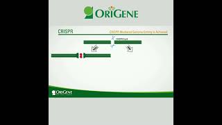 CRISPR Doublestrand break and 2 types of editing shorts [upl. by Donoghue342]