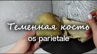 Теменная кость os parietale [upl. by Tzong]