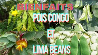 LES 10 GRAND BIENFAITS DE POIS CONGO ET LIMA BEANS POUR LHOMME [upl. by Platt]