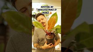 Philodendron repot houseplants propagation houseplant indoorgardening monsteraplant [upl. by Kahaleel]