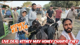 kitney ka liya  deal kitney may honey chahiye they  qurbani 2024  lahore shapur  cow mandi [upl. by Vins]