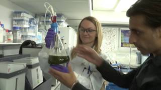 Algal Biotechnology Research at Sheffield [upl. by Evatsug]