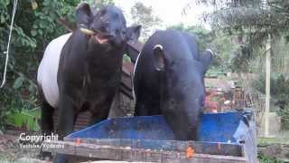 Two Tapir Having a Feast [upl. by Melisa]