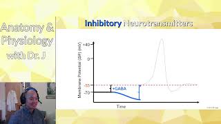 AampP 1 PHYL 141  Nervous Tissue  Excitatory amp Inhibitory Neurotransmitters [upl. by Roehm368]