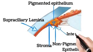 Ciliary body anatomy  ciliary body physiology  ciliary body of eye  Uveal track anatomy [upl. by Brandyn806]