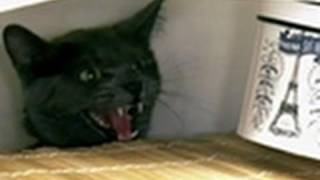 Wild Cat Attacks Owners  My Cat From Hell [upl. by Waynant]