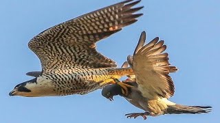 EL PODER DEL HALCÓN PEREGRINO 🦅 Un MISIL Viviente 🦅 [upl. by Ahseken868]