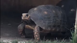 A day in the life redfoot tortoise tortoisehabitat life peaceful reptiles [upl. by Nylirrej]