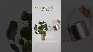 5 plantas de sombra shorts [upl. by Janik]