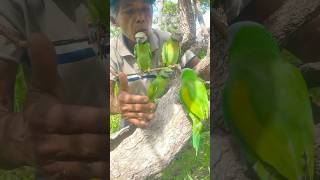 A older man see many parrots nest on a tree part 05 parrotlet nightparrot swiftparrot nature [upl. by Nylaf]