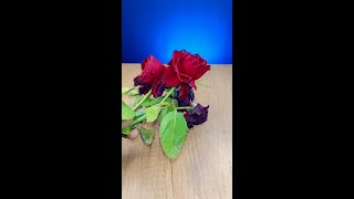 Homemade Rose 🌹 Toner for skin birghting shorts viral beauty [upl. by Orlan]