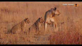 Lion pride outing with rowdy cubs [upl. by Yznel]