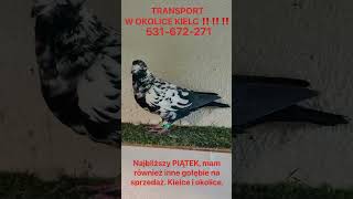 KIELCE  transport ‼️‼️Gołębie tygrysy na sprzedaż‼️ ☎️531672271☎️ gołębie pigeon [upl. by Zaneta325]