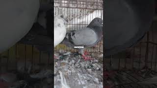 🕊️🕊️ music love urdu comingsoon birds medinasharif pigeon allahquran live beautifulmedina [upl. by Labinnah727]