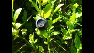 Identifying Bilberries Blaeberry Whortleberry Whinberry Windberry Vaccinium myrtillus [upl. by Roseanne]