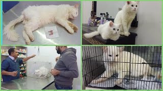 Why you should neuter a cat and when  neutered male cat benefits and risks of neuter a persian cat [upl. by Ojahtnamas802]