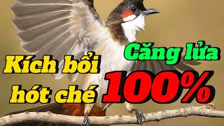 kích chào mào CĂNG LỬA l luyện chim bổi hót ché chaomaohotdau l Thanhtranvt [upl. by France]