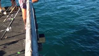 Fishing Hervey Bay Pier [upl. by Onra940]