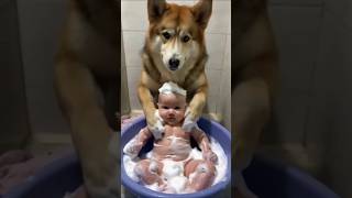 Best baby sitter ever 😍 😂 babyanddog adorablebabymoments babyshorts viral shorts [upl. by Ednutey]