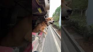 Two dogs who follow their owner all year round living on truck dogs ruraldog doglover [upl. by Gentilis]