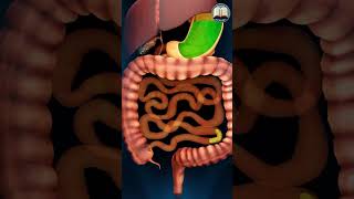 HOW HUMAN DIGESTIVE SYSTEM WORKS  Study Restart  shorts ytshortsindia digestivesystem [upl. by Sumaes862]