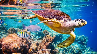 5 Fun Facts About The Hawksbill Turtle [upl. by Ofloda]