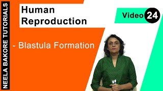 Human Reproduction  NEET  Blastula Formation  Neela Bakore Tutorials [upl. by Miun523]