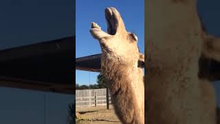 Laugh Out Loud Hilarious Camel Yawning Compilation [upl. by Ahsieyt]