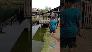 Mancing Ikan dalam kolam [upl. by Novad261]