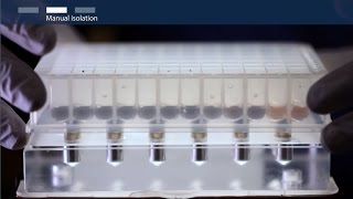 How to isolate total RNA using magnetic bead–based technology [upl. by Ciri]