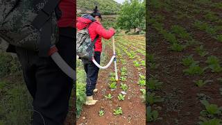 Fertilizing vegetable seedlings process [upl. by Mendie918]