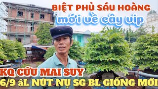 Thăm biệt phủ vườn mai Sáu Hoàng 69 AL xem nút nụ SBSG SBBL giống mới kết quả cứu cây mai suy 3 năm [upl. by Gypsy329]