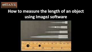 How to measure the length of an object using ImageJ Software [upl. by Naziaf]