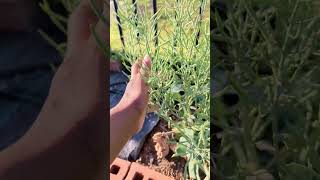 Broccoli Lifecycle From plant to seed amp back again gardening notquitehomesteading allthingshome [upl. by Kcorb]