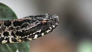 Floridas Venomous Snakes 0410  Pygmy Rattlesnakes [upl. by Nolie]