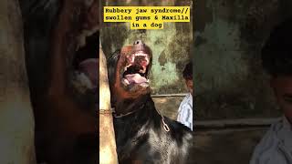 Rubbery jaw syndrome in dog [upl. by Carn771]