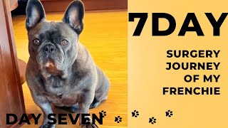 7 Day Surgery Journey of my FrenchieDay Seven [upl. by Gonzales]