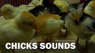 Chicks Chirping Sounds 3 Hour 25 Minutes [upl. by O'Brien427]