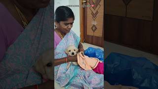 Moms love❤🐶dog shorts love tamil viral dog video🤩engey irul endralum💖amaran song vjsiddhuvlogs [upl. by Archaimbaud414]