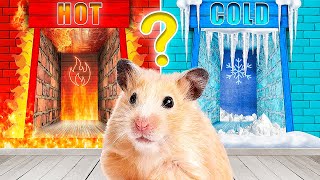 Types of Mazes for Hamster Hot vs Cold Maze [upl. by Akinoj]