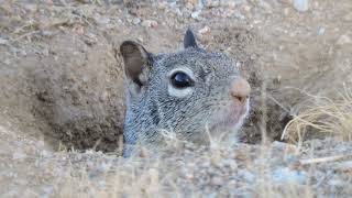 California Ground SquirrelOtospermophilus Beecheyi [upl. by Ierna589]