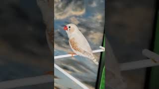 Zebra Finches singing [upl. by Medea]