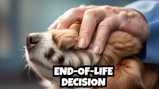 How Do I Decide Whether to Euthanize My Dog or Not [upl. by Bennion]