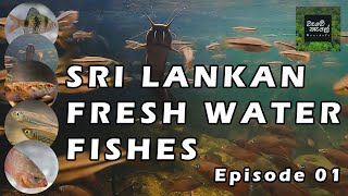 Sri Lankan Fresh Water Fishes  Episode 01  ශ්‍රී ලංකාවේ මිරිදිය මත්ස්‍යයින් documentary ecology [upl. by Ecital]