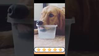 Cute Animal🥰😍 eating Complication ASMR [upl. by Enimsay]