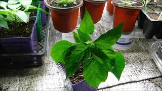 what is wrong with my pepper plants how to prevent edema on pepper plants pepper plant issues [upl. by Irrahs]