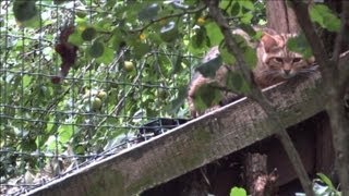 Naissances au parc animalier SainteCroix en Moselle [upl. by Humfrey]